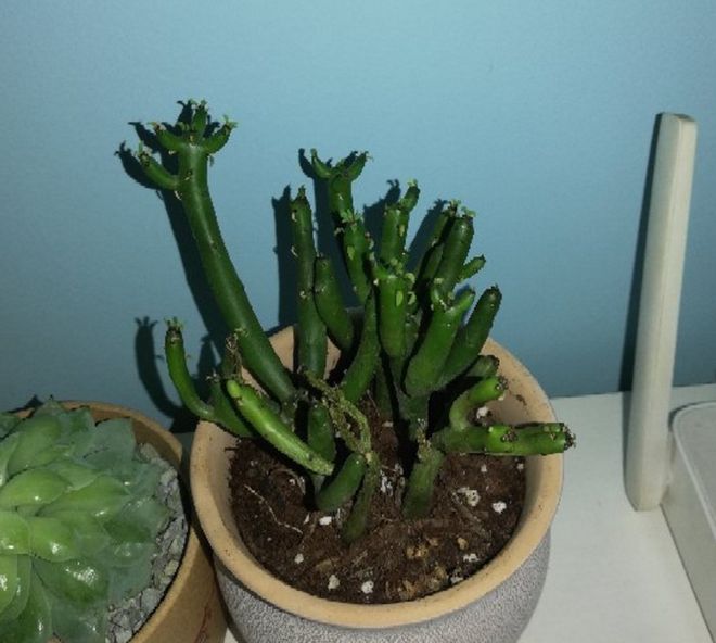 光棍樹多肉怎么扦插_光棍樹多肉_光棍樹多肉植物