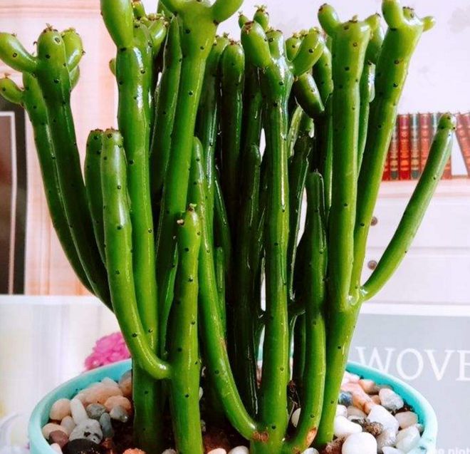 光棍樹多肉植物_光棍樹多肉怎么扦插_光棍樹多肉