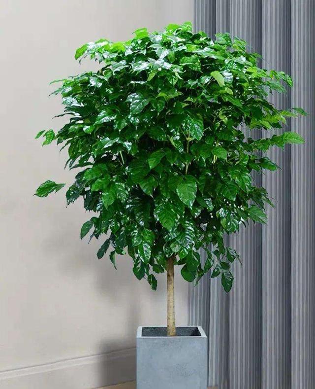 發(fā)財(cái)多肉的養(yǎng)殖方法_多肉發(fā)財(cái)樹怎么養(yǎng)殖_發(fā)財(cái)養(yǎng)殖樹多肉怎么養(yǎng)