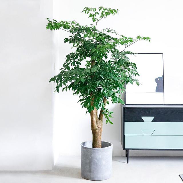 發(fā)財(cái)多肉的養(yǎng)殖方法_多肉發(fā)財(cái)樹怎么養(yǎng)殖_發(fā)財(cái)養(yǎng)殖樹多肉怎么養(yǎng)