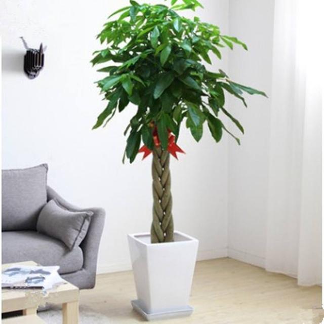 發(fā)財(cái)多肉的養(yǎng)殖方法_發(fā)財(cái)養(yǎng)殖樹多肉怎么養(yǎng)_多肉發(fā)財(cái)樹怎么養(yǎng)殖