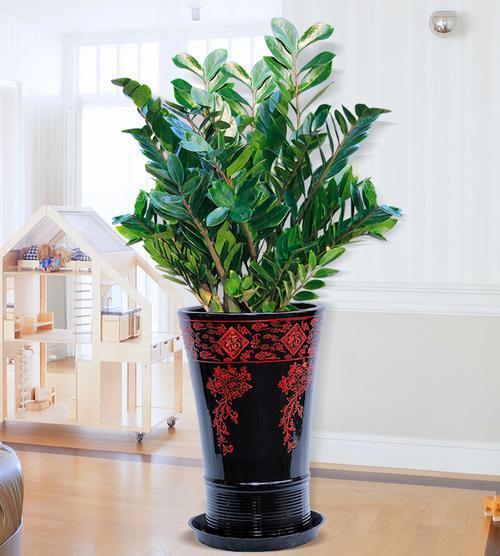 多肉發(fā)財(cái)樹怎么養(yǎng)殖_發(fā)財(cái)養(yǎng)殖樹多肉怎么養(yǎng)_發(fā)財(cái)多肉的養(yǎng)殖方法