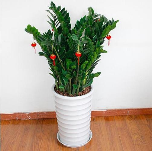 發(fā)財(cái)養(yǎng)殖樹多肉怎么養(yǎng)_發(fā)財(cái)多肉的養(yǎng)殖方法_多肉發(fā)財(cái)樹怎么養(yǎng)殖