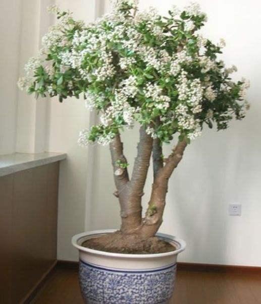 發(fā)財(cái)養(yǎng)殖樹多肉怎么養(yǎng)_多肉發(fā)財(cái)樹怎么養(yǎng)殖_發(fā)財(cái)多肉的養(yǎng)殖方法