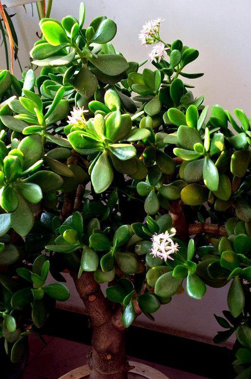 發(fā)財(cái)多肉的養(yǎng)殖方法_多肉發(fā)財(cái)樹怎么養(yǎng)殖_發(fā)財(cái)養(yǎng)殖樹多肉怎么養(yǎng)