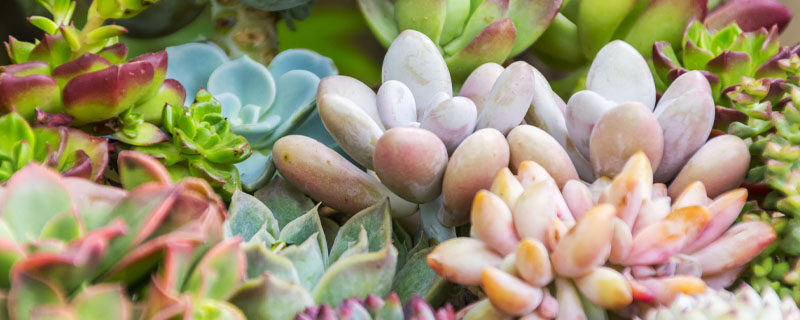 多肉需要幾天澆一次水_澆多肉的水需要曬嗎_多肉植物澆水要澆透嗎