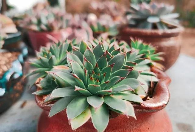 養(yǎng)活植物多肉好養(yǎng)嗎_植物多肉好養(yǎng)嗎_多肉植物好養(yǎng)活嗎?