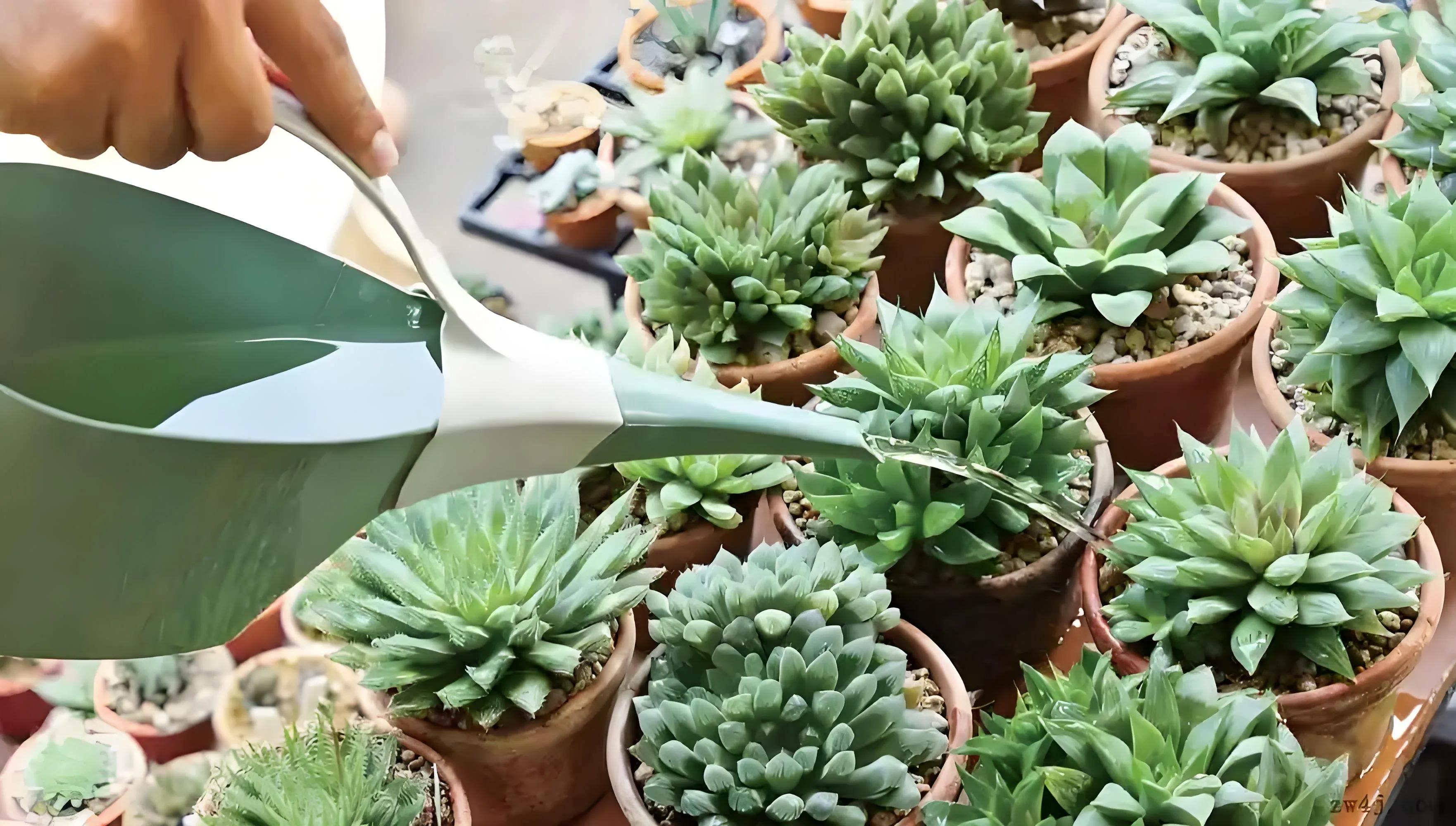 多肉植物好養(yǎng)活嗎?_養(yǎng)活植物多肉好養(yǎng)嗎_植物多肉好養(yǎng)嗎