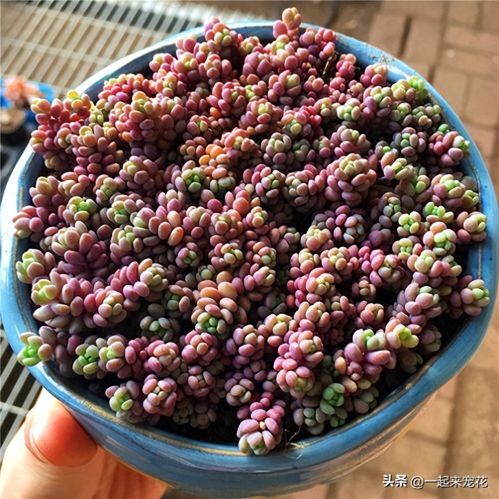 顏值很高的多肉品種_顏值高又好養(yǎng)的多肉_好養(yǎng)漂亮的多肉