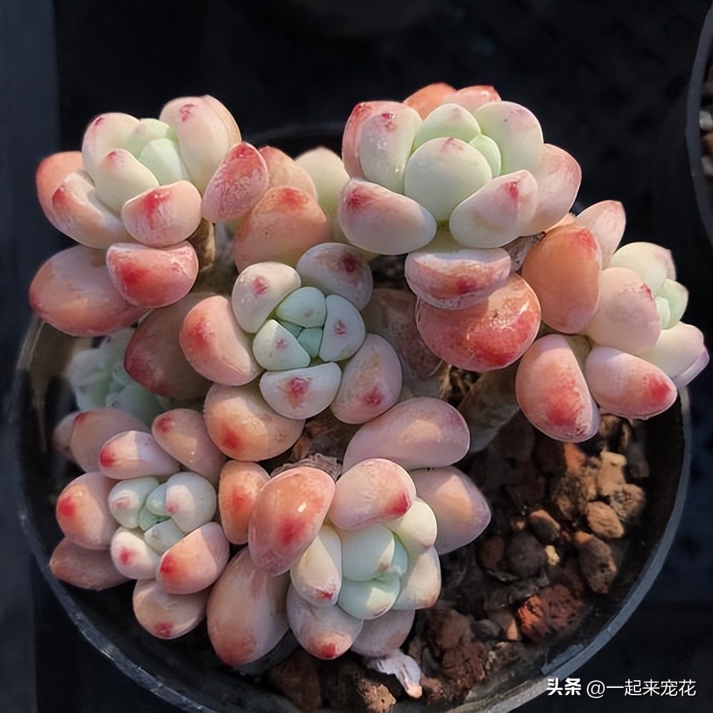 好養(yǎng)漂亮的多肉_顏值高又好養(yǎng)的多肉_顏值很高的多肉品種