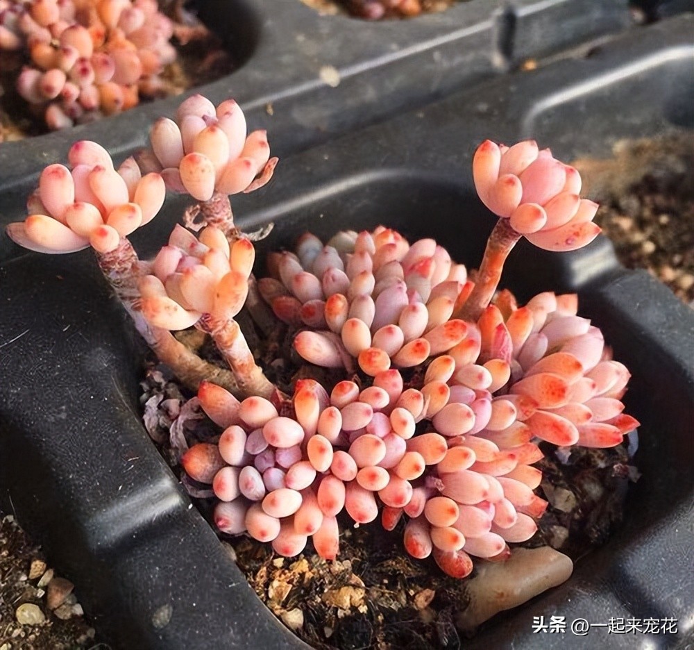 顏值很高的多肉品種_顏值高又好養(yǎng)的多肉_好養(yǎng)漂亮的多肉