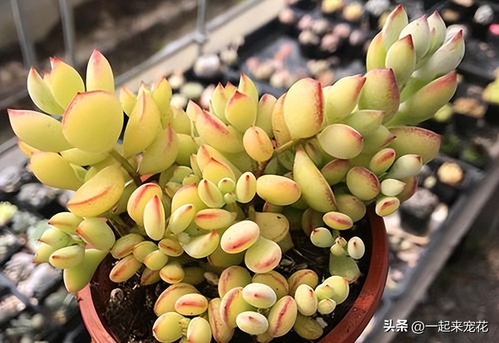 好養(yǎng)漂亮的多肉_顏值高又好養(yǎng)的多肉_顏值很高的多肉品種