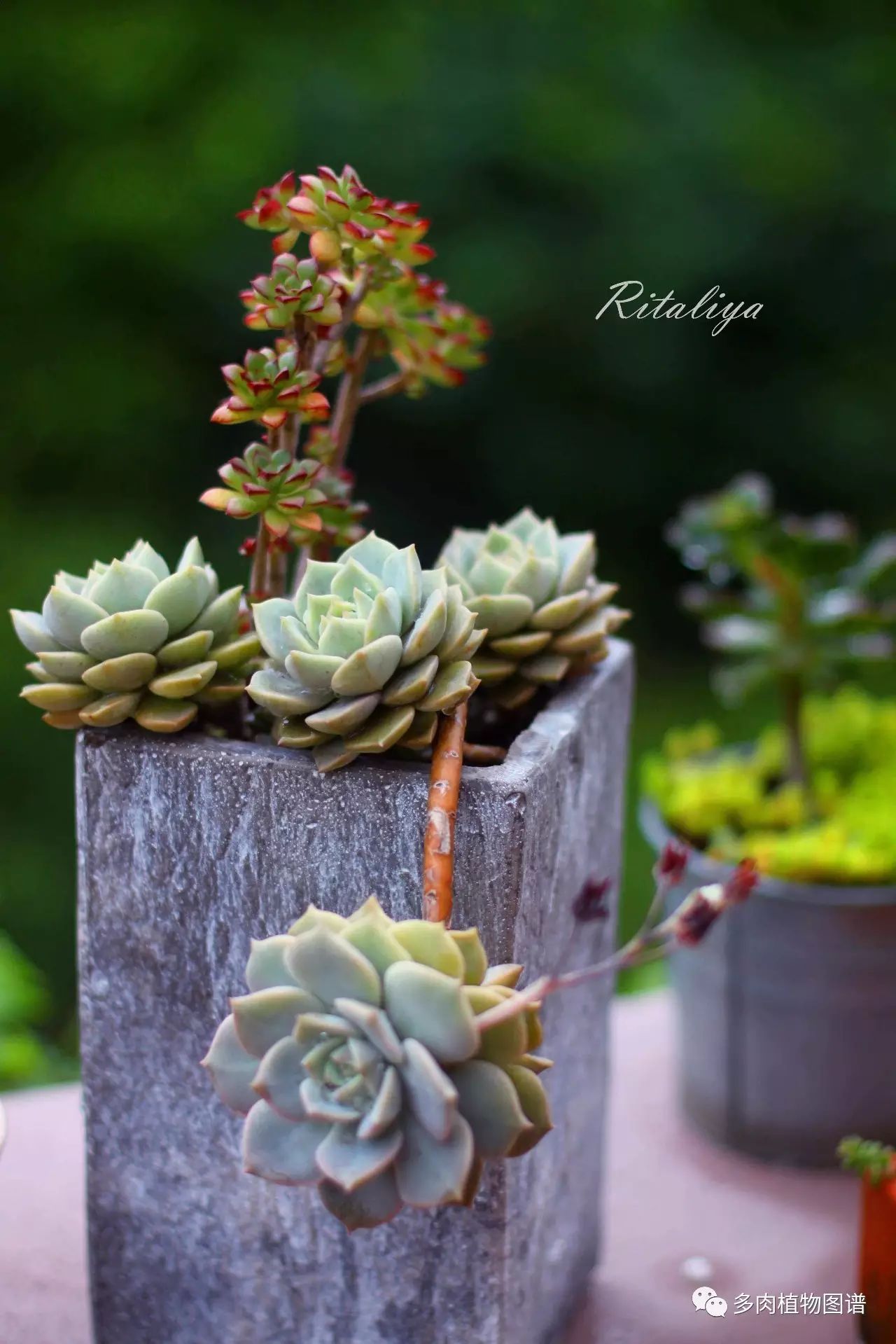 枝條扦插多肉為什么總是腐爛_多肉枝條怎么扦插_枝條扦插多肉的方法