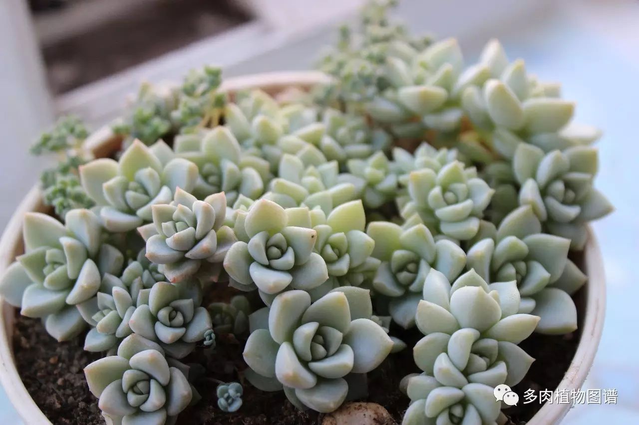 枝條扦插多肉的方法_枝條扦插多肉為什么總是腐爛_多肉枝條怎么扦插