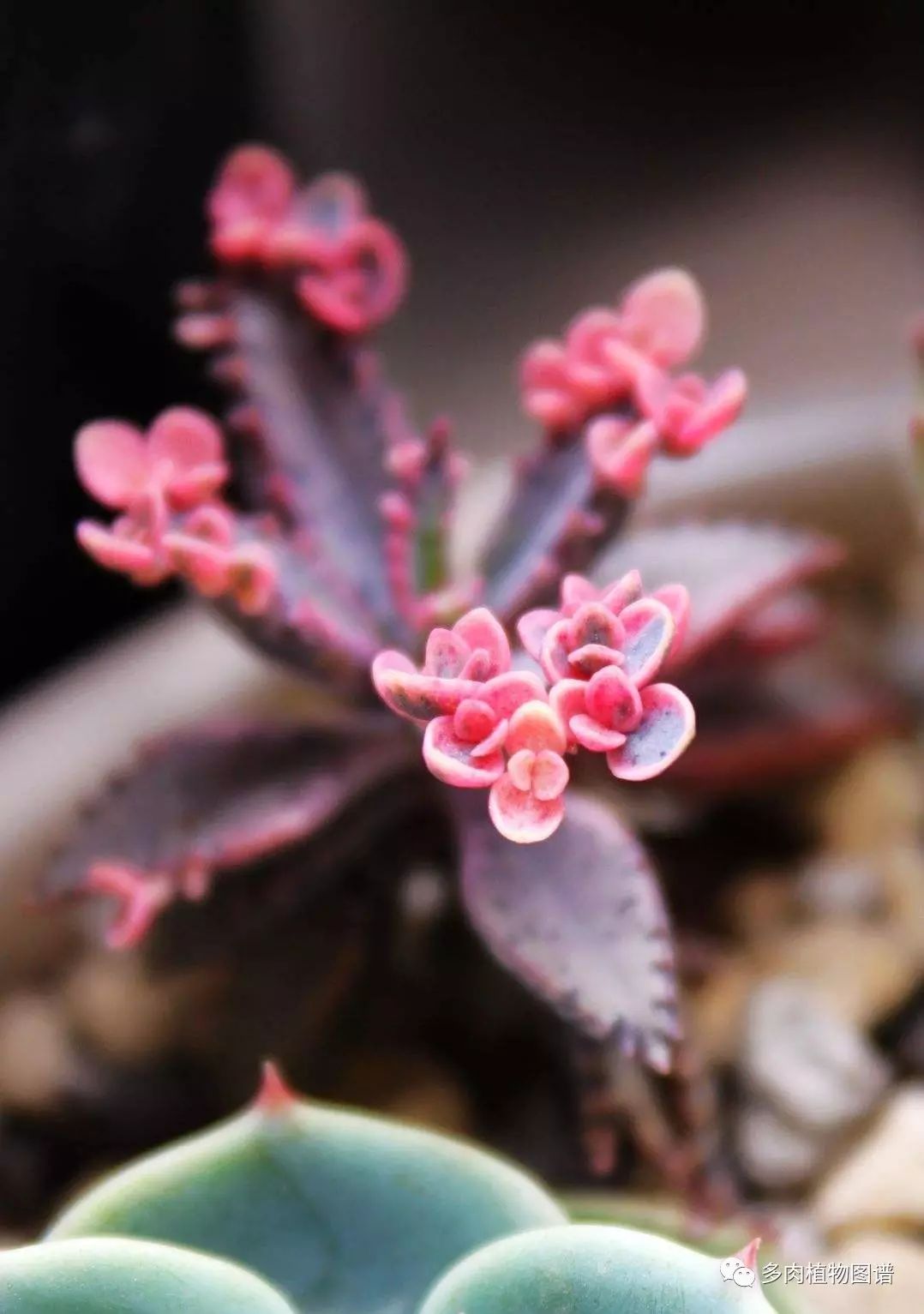 枝條扦插多肉為什么總是腐爛_多肉枝條怎么扦插_枝條扦插多肉的方法