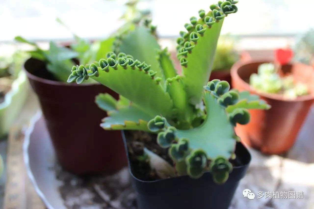 多肉枝條怎么扦插_枝條扦插多肉的方法_枝條扦插多肉為什么總是腐爛