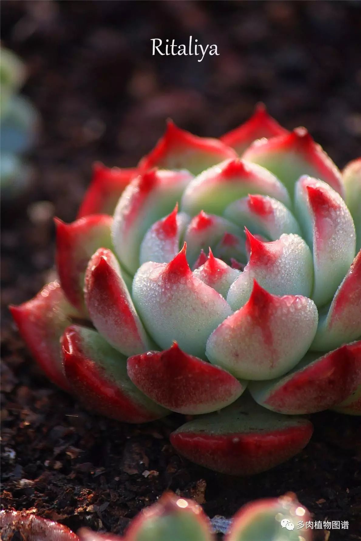 多肉枝條怎么扦插_枝條扦插多肉的方法_枝條扦插多肉為什么總是腐爛