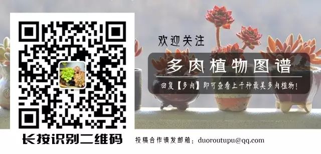 多肉枝條怎么扦插_枝條扦插多肉為什么總是腐爛_枝條扦插多肉的方法