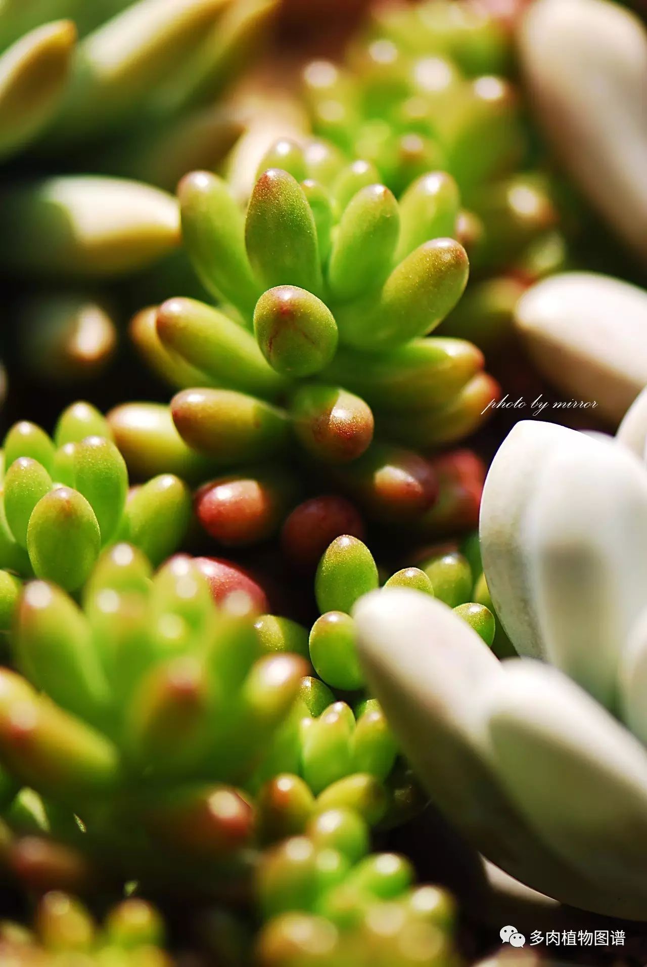 枝條扦插多肉的方法_多肉枝條怎么扦插_枝條扦插多肉為什么總是腐爛