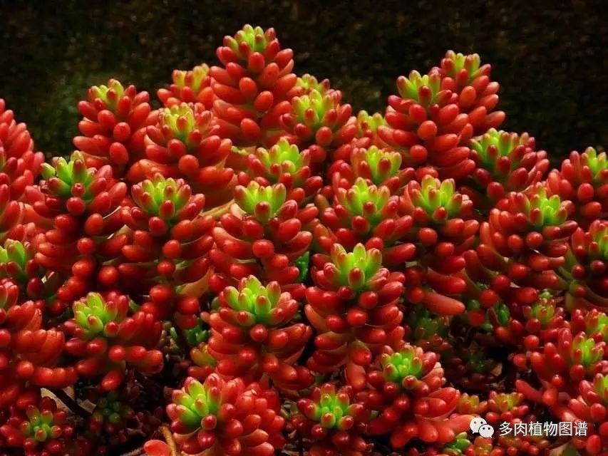 枝條扦插多肉的方法_枝條扦插多肉為什么總是腐爛_多肉枝條怎么扦插