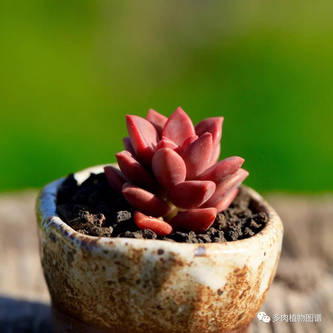 枝條扦插多肉的方法_枝條扦插多肉為什么總是腐爛_多肉枝條怎么扦插