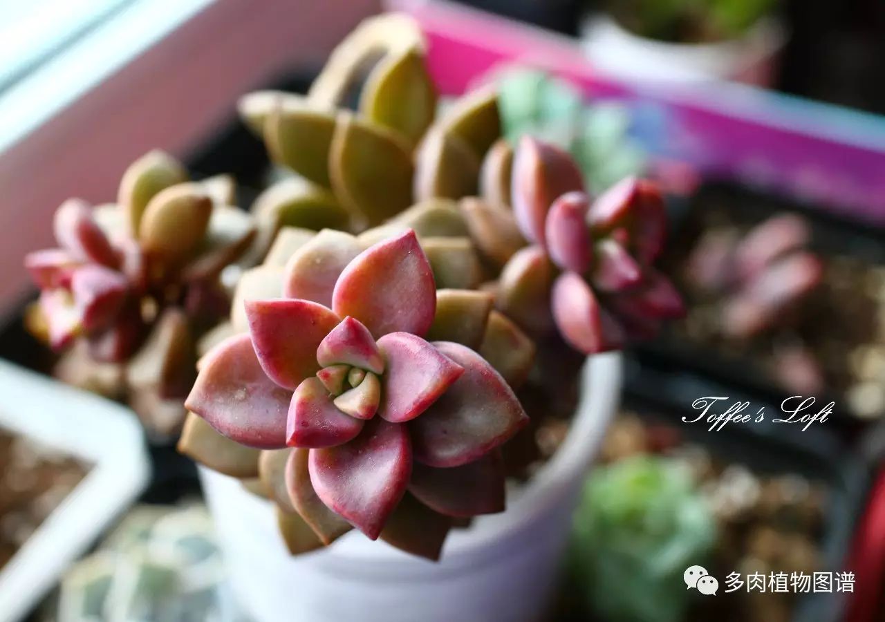 枝條扦插多肉的方法_多肉枝條怎么扦插_枝條扦插多肉為什么總是腐爛