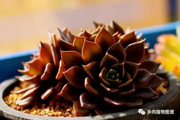 枝條扦插多肉的方法_多肉枝條怎么扦插_枝條扦插多肉為什么總是腐爛