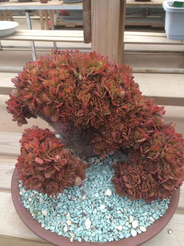 多肉是喜陰還是喜陽(yáng)植物_什么是多肉_多肉是什么植物