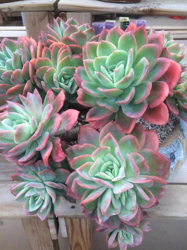 多肉是什么植物_多肉是喜陰還是喜陽(yáng)植物_什么是多肉