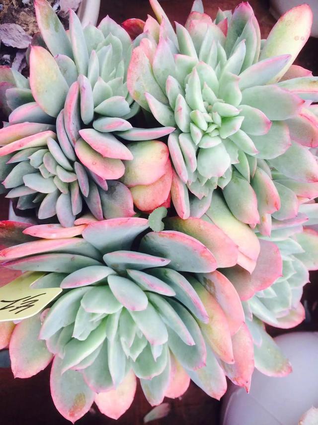 什么是多肉_多肉是什么植物_多肉是喜陰還是喜陽(yáng)植物