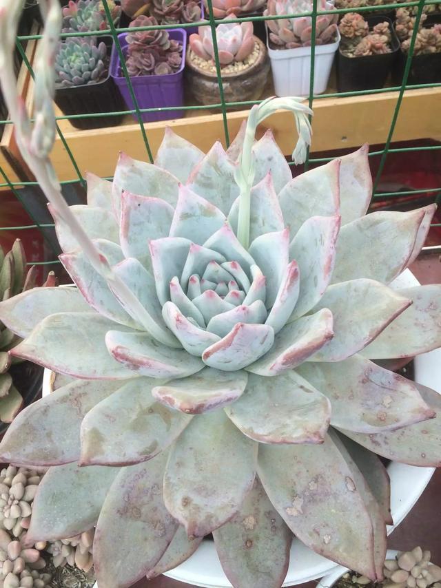 多肉是喜陰還是喜陽(yáng)植物_什么是多肉_多肉是什么植物