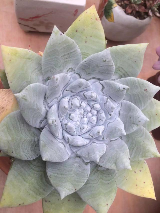 多肉是什么植物_什么是多肉_多肉是喜陰還是喜陽(yáng)植物