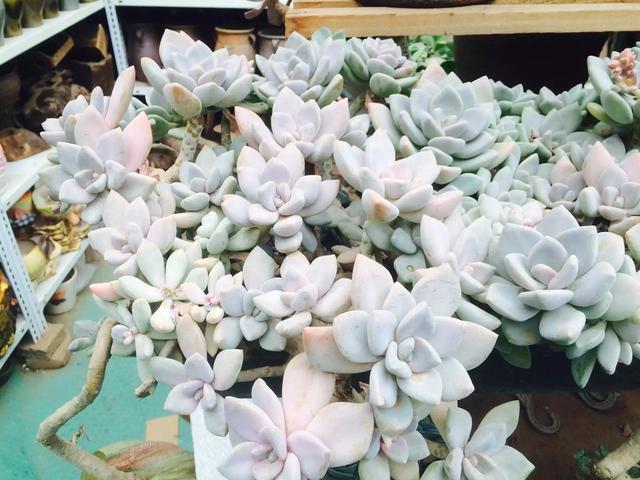 多肉是什么植物_多肉是喜陰還是喜陽(yáng)植物_什么是多肉