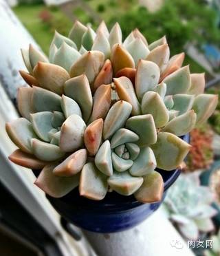 pink多肉_多肉pinky怎么養(yǎng)_多肉pinky是大型種么