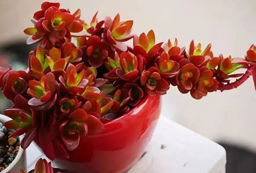 多肉火祭怎么養(yǎng)才好看_多肉火祭的養(yǎng)殖方法和注意事項_多肉火祭好養(yǎng)嗎