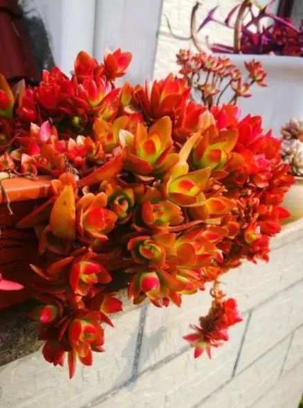 多肉火祭好養(yǎng)嗎_多肉火祭的養(yǎng)殖方法和注意事項_多肉火祭怎么養(yǎng)才好看