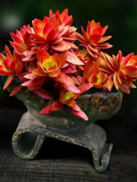 多肉火祭好養(yǎng)嗎_多肉火祭的養(yǎng)殖方法和注意事項_多肉火祭怎么養(yǎng)才好看