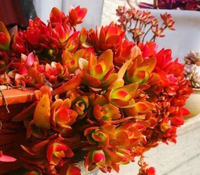 多肉火祭的養(yǎng)殖方法和注意事項_多肉火祭怎么養(yǎng)才好看_多肉火祭好養(yǎng)嗎