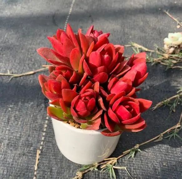 多肉火祭好養(yǎng)嗎_多肉火祭的養(yǎng)殖方法和注意事項_多肉火祭怎么養(yǎng)才好看