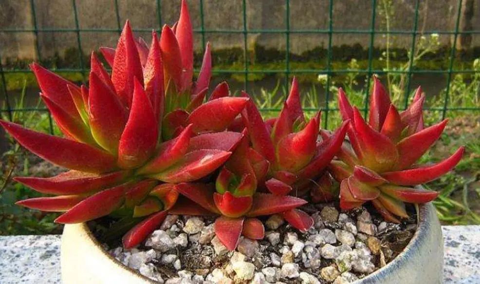 多肉火祭好養(yǎng)嗎_多肉火祭的養(yǎng)殖方法和注意事項_多肉火祭怎么養(yǎng)才好看