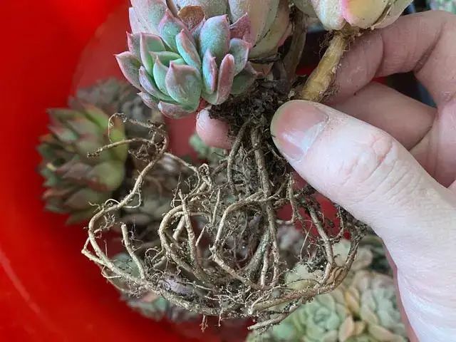 多肉修根_多肉如何修根上盆_多肉修根直接上盆了會死嗎