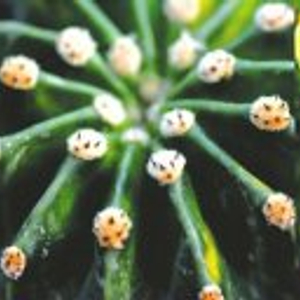 多肉植物耐旱特性_多肉的詩(shī)句_多肉植物防旱方法