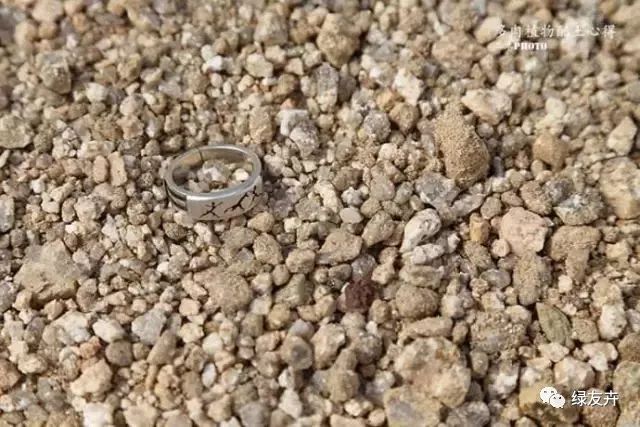 多肉植物土壤種類_多肉用土配比方法_多肉植物配土方案