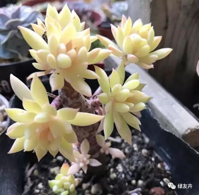 多肉植物土壤種類_多肉植物配土方案_多肉用土配比方法