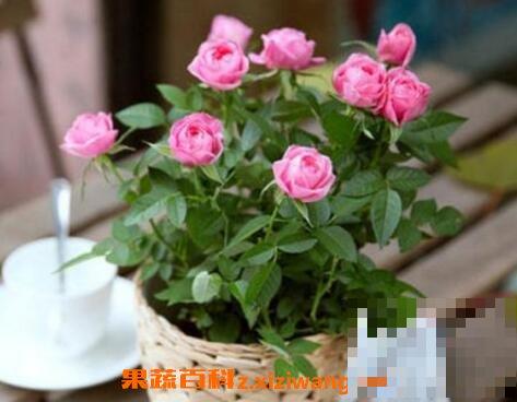 盆栽玫瑰花營養(yǎng)土配制_盆栽玫瑰花施肥技巧_可愛玫瑰多肉的養(yǎng)殖方法和注意事項