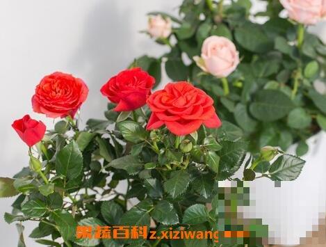 可愛玫瑰多肉的養(yǎng)殖方法和注意事項_盆栽玫瑰花施肥技巧_盆栽玫瑰花營養(yǎng)土配制