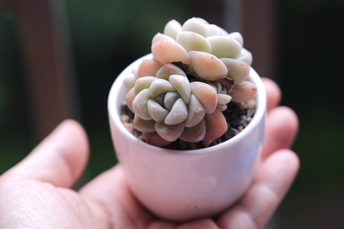 剛種下的多肉可以曬太陽嗎_多肉植物養(yǎng)護(hù)不當(dāng)問題_新栽多肉植物服盆技巧