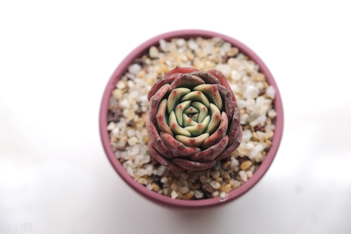 剛種下的多肉可以曬太陽嗎_新栽多肉植物服盆技巧_多肉植物養(yǎng)護(hù)不當(dāng)問題