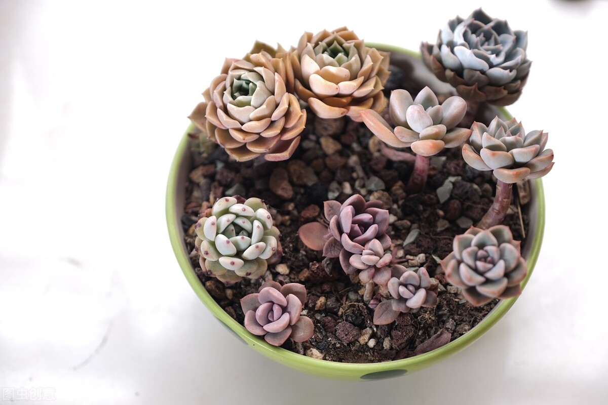 新栽多肉植物服盆技巧_多肉植物養(yǎng)護(hù)不當(dāng)問題_剛種下的多肉可以曬太陽嗎