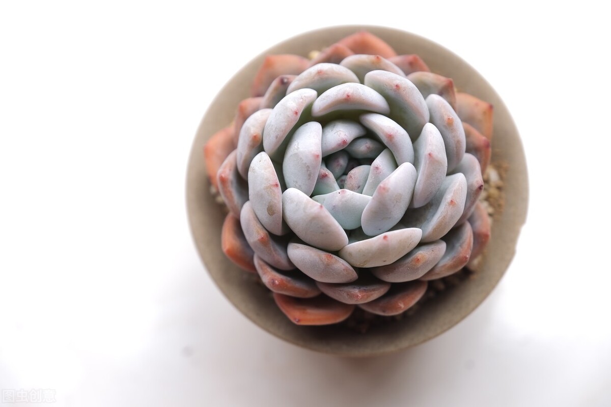 新栽多肉植物服盆技巧_多肉植物養(yǎng)護(hù)不當(dāng)問題_剛種下的多肉可以曬太陽嗎